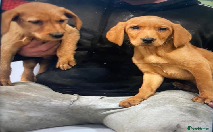 Mixed Breed dogs Hungarian Vizsla X Labrador Retriever - Advert 8