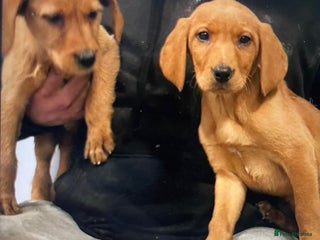 Mixed Breed dogs Hungarian Vizsla X Labrador Retriever - Advert 9