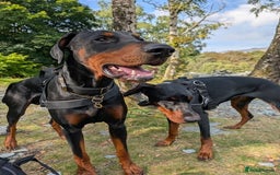 Dobermann dogs for sale: #ShadowdairDobermans #Pregnancy#DobermanLove - Image 4