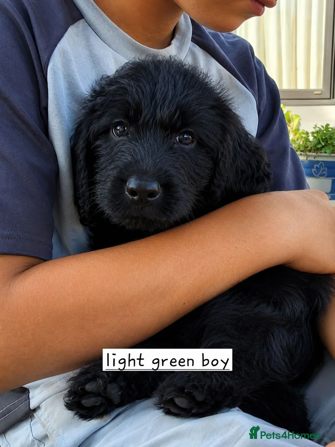 Labradoodle dogs for sale: 🌟Stunning Miniature Labradoodle Pups🌟 - Advert 1