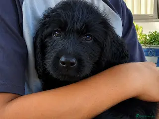 Labradoodle dogs 🌟Stunning Miniature Labradoodle Pups🌟 - Advert 1