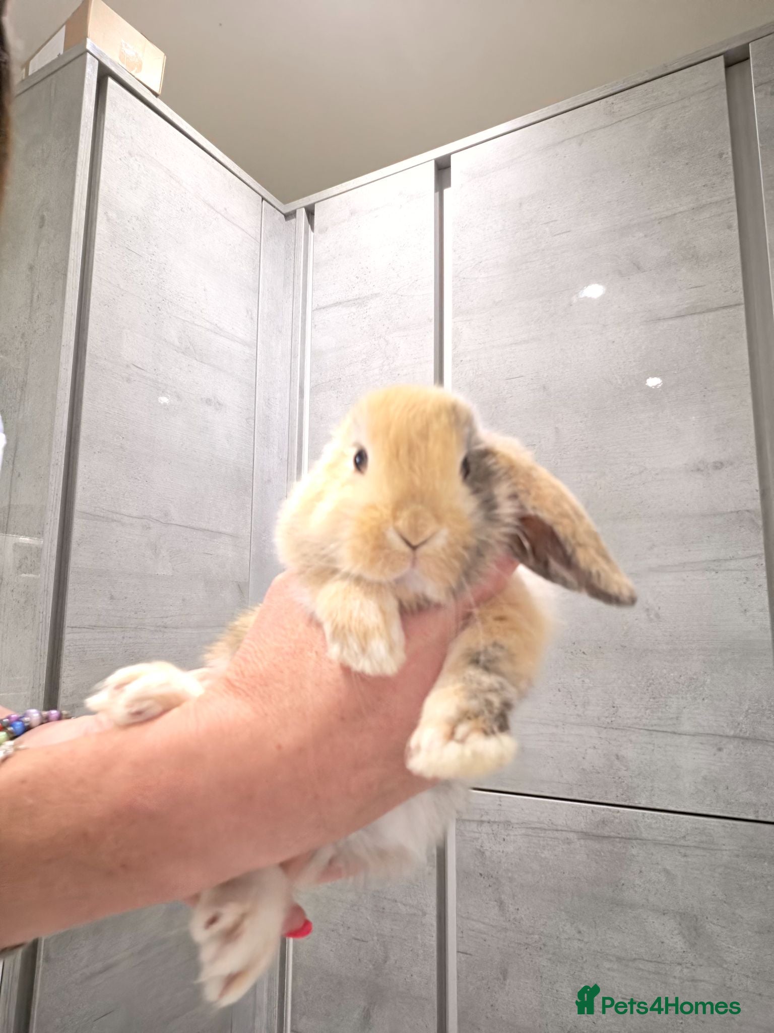 Mini Lop rabbits Mixed litter of mini lops 4 available  - Advert 7