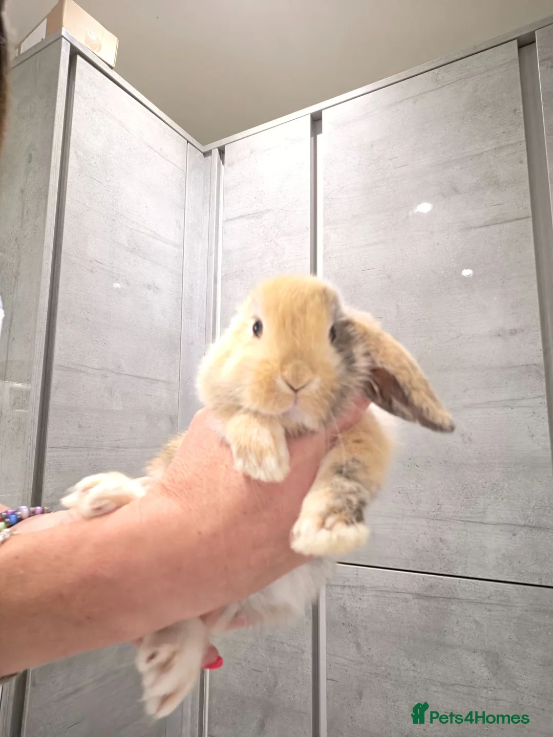 Mini Lop rabbits for sale: Mixed litter of mini lops 4 available  - Advert 1