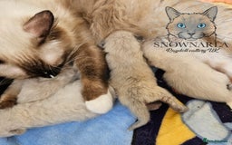 Ragdoll cats for sale: 5 Tica Boys Chocolate Point, Black Solid Mit,Blue  - Image 15