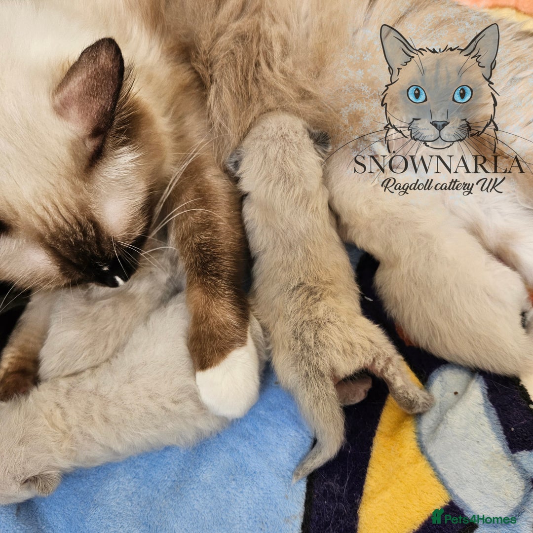 Ragdoll cats for sale: 5 Tica Boys Chocolate Point, Black Solid Mit,Blue  - Image 15