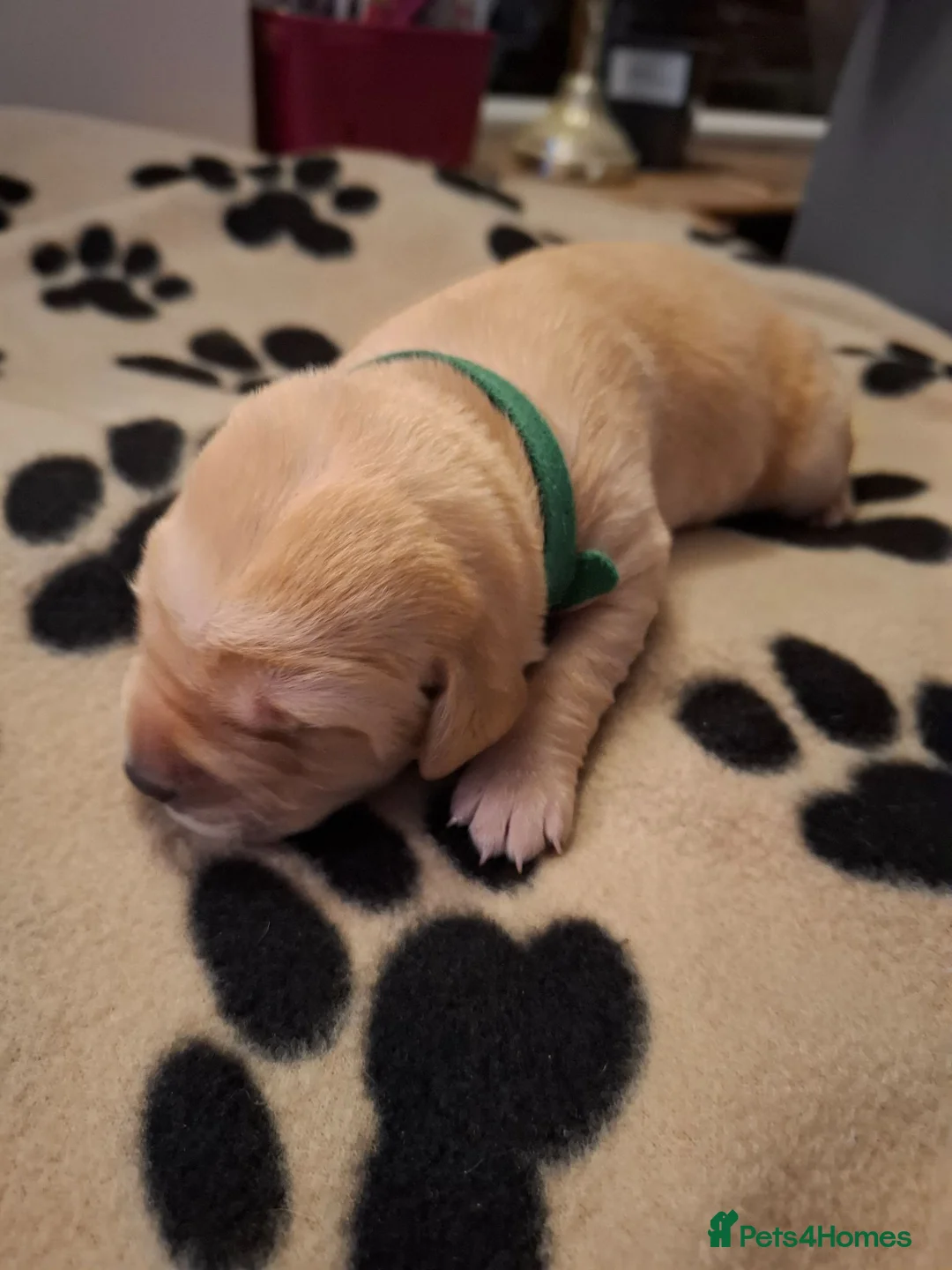 Labrador Retriever dogs for sale: Beautiful Kennel Club Registered Labrador Puppies in Ayr - Advert 28