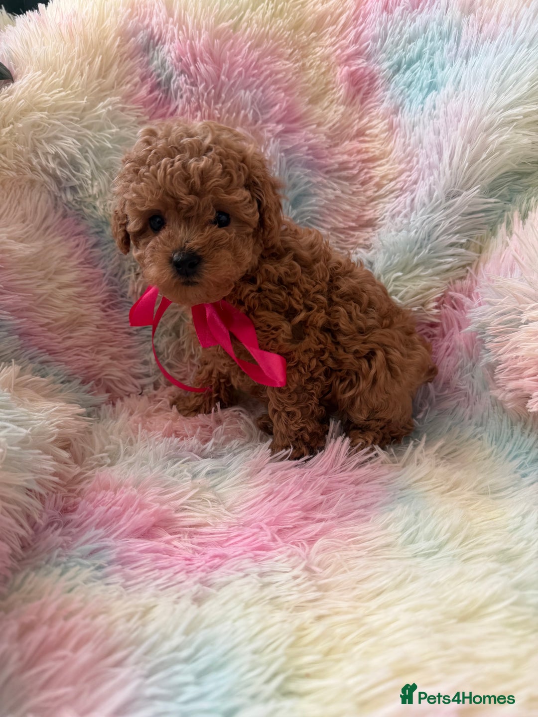 Toy Poodle dogs for sale: Adorable toy 🧸 poodle ✨ - Advert 13