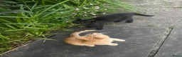 Mixed Breed cats for sale: 2 kittens, brother and sister  in London - Advert 3