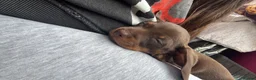 Miniature Dachshund dogs for sale: Dachshund mini puppies  in Hastings - Advert 8