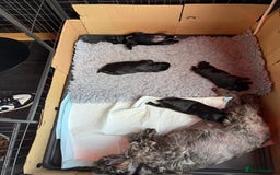 Miniature Schnauzer dogs for sale: Stunning pure black miniature schnauzer puppy - Image 11