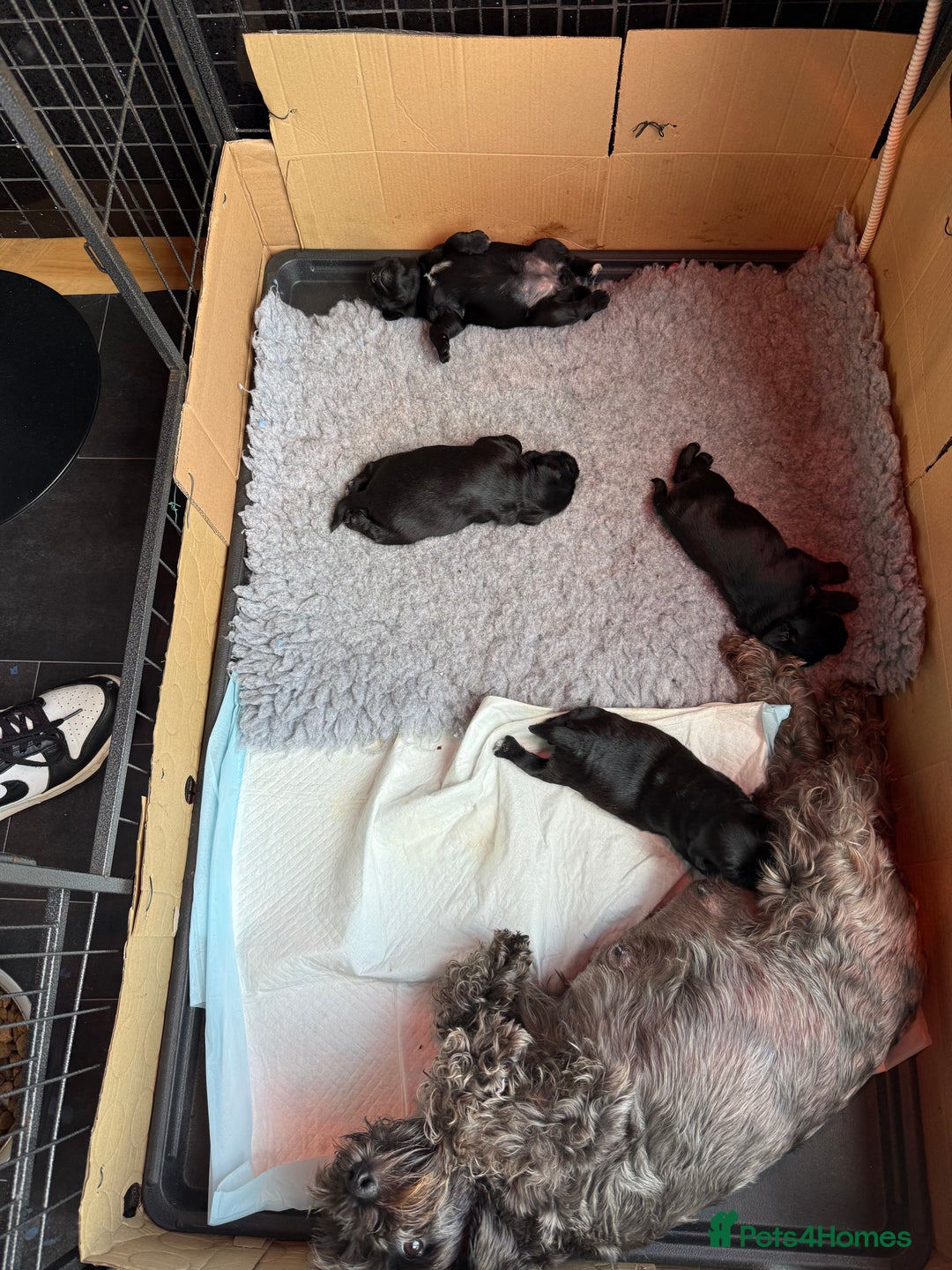 Miniature Schnauzer dogs for sale: Stunning pure black miniature schnauzer puppy - Image 11