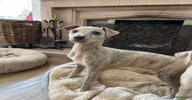 Mixed Breed dogs - Advert 13