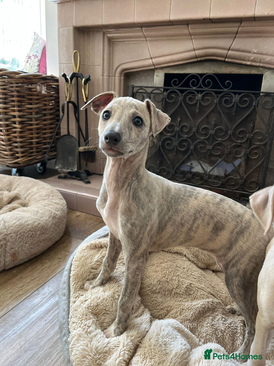Mixed Breed dogs for sale:  🐶✨ ADORABLE WIGGY PUPPIES – licenced  breeder  - Image 2