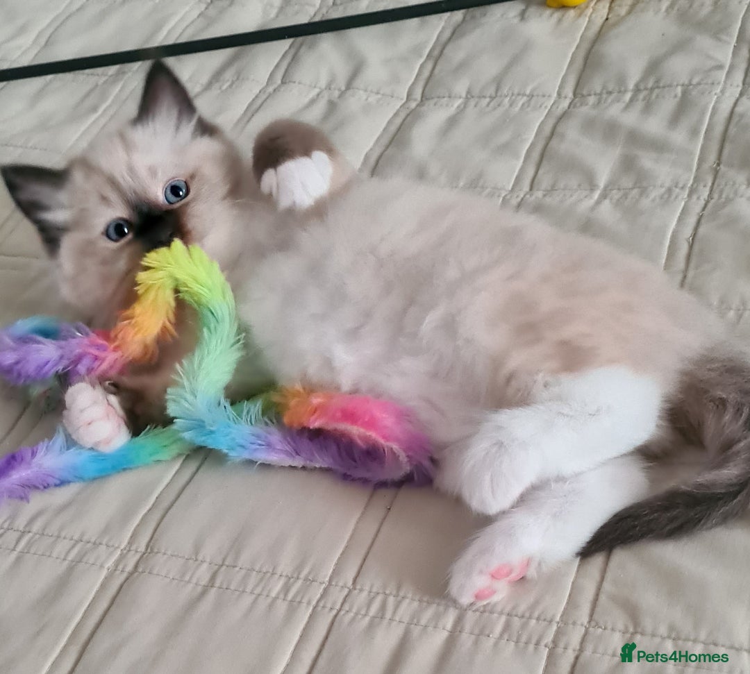 Ragdoll cats for sale: Adorable Ragdoll Kittens Ready for Forever Homes - Image 2