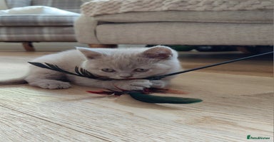 British Shorthair cats - Advert 6