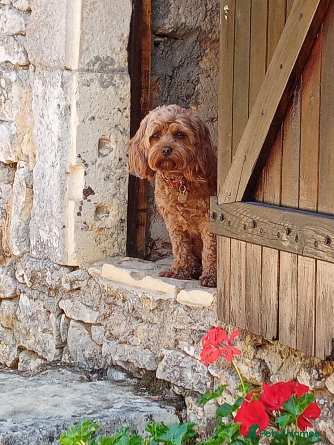 Cavapoo dogs for sale: Welcome to Cotswold Cavapoos - Advert 21