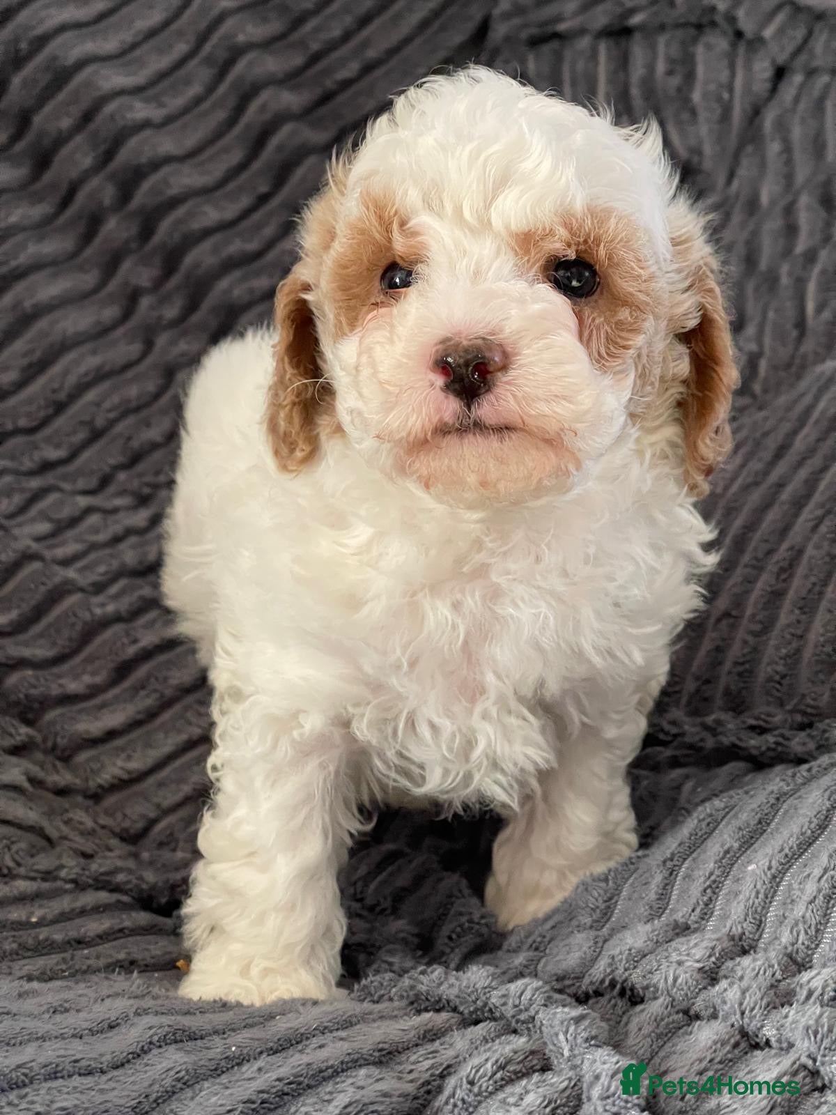 Maltipoo dogs Gorgeous Maltipoo Puppy – 1 Boy LEFT - Advert 3