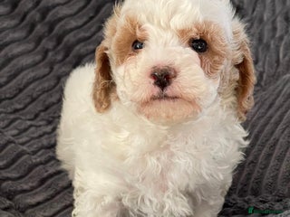 Maltipoo dogs Gorgeous Maltipoo Puppy – 1 Boy LEFT - Advert 16