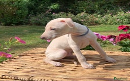 Italian Greyhound dogs for sale: Italian greyhound puppies KC reg European Lineage in Leeds - Image 30