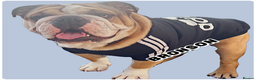 English Bulldog dogs for stud: BRONSON stunning English bulldog  in Canvey Island - Advert 5