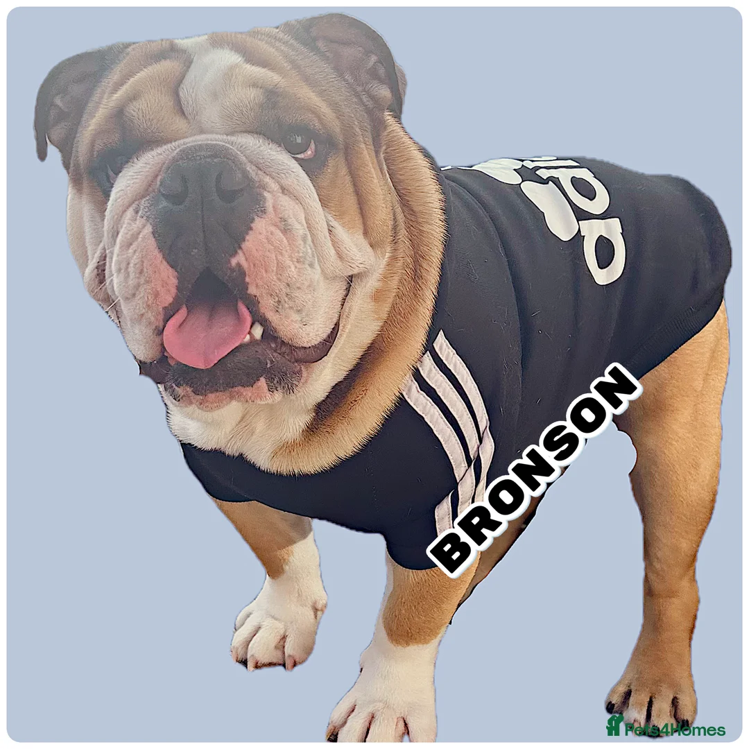 English Bulldog dogs for stud: BRONSON stunning English bulldog  in Canvey Island - Advert 5