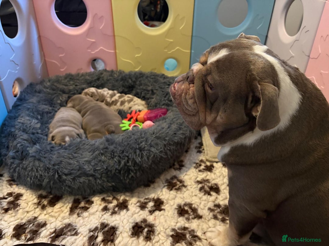 English Bulldog dogs for sale: English Bulldog Pups Fully health Tested Parents  - Advert 4