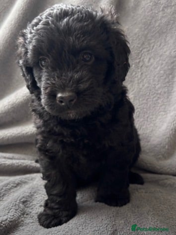 Labradoodle dogs Miniature labradoodles  - Advert 5