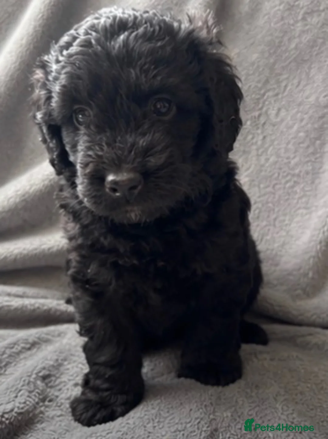 Labradoodle dogs for sale: 3 pups left ⭐️ Miniature labradoodles  - Advert 2