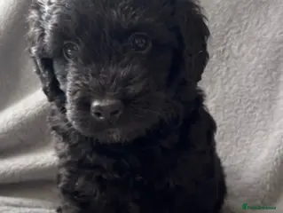 Labradoodle dogs Miniature labradoodles - Advert 5