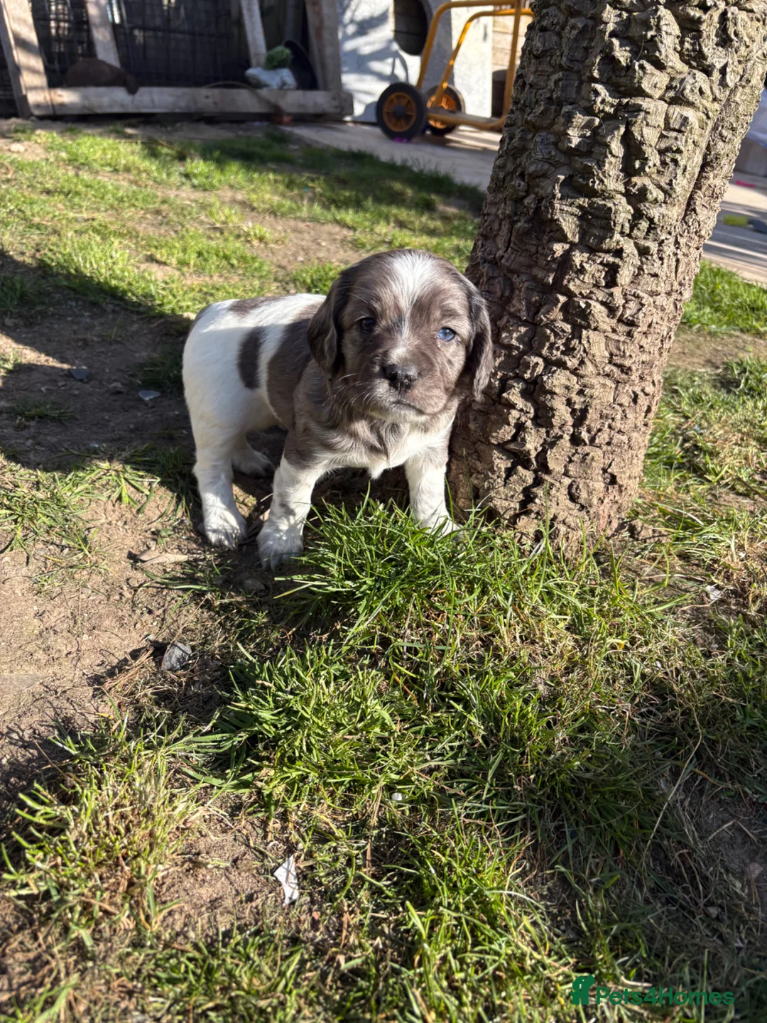 Sprocker dogs for sale: Sprocker puppies - Advert 10
