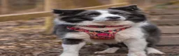 Border Collie dogs for sale: Show Quality KC Reg Border Collie Puppies  - Advert 25