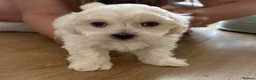 Maltese dogs for sale: Sweet girls - Advert 6