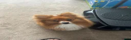 Pomeranian dogs for sale: 3yr old Pomeranian - Advert 2