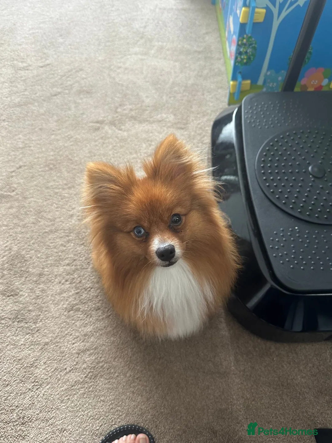 Pomeranian dogs for sale: 3yr old Pomeranian - Advert 2