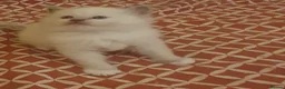 Ragdoll cats for sale: Ragdoll boy (lilac mitted) and girl ready - Advert 22