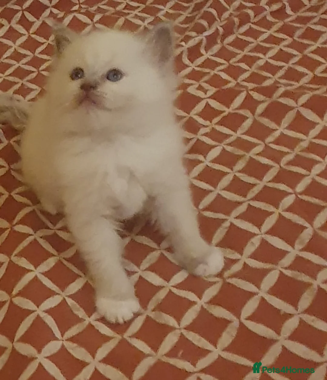 Ragdoll cats for sale: Ragdoll boy (lilac mitted) and girl ready - Advert 22