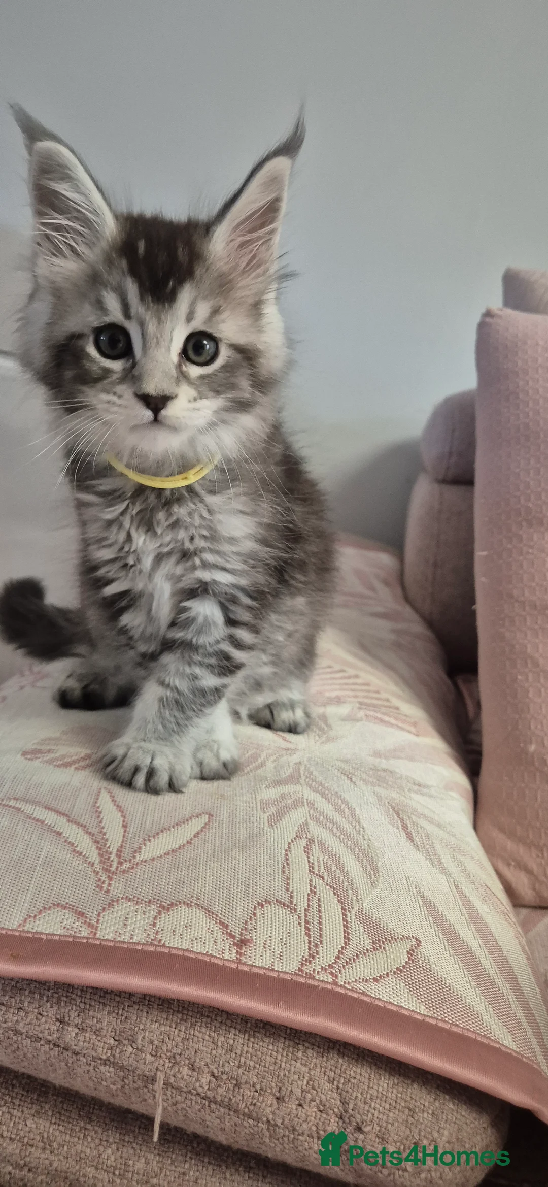 Maine Coon cats for sale: 🎀 Outstanding GCCF Pedigree Maine Coon Kittens  - Advert 23