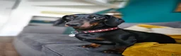 Dachshund dogs for sale: 4 year old spayed standard dachshund  - Advert 23