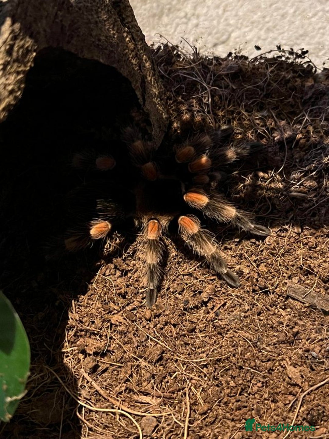 Tarantulas invertebrates for sale: Mexican reds knee juvie  - Advert 2