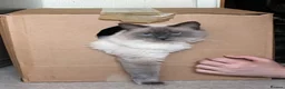 Ragdoll cats for sale: Loving home needed in Lincoln - Advert 4