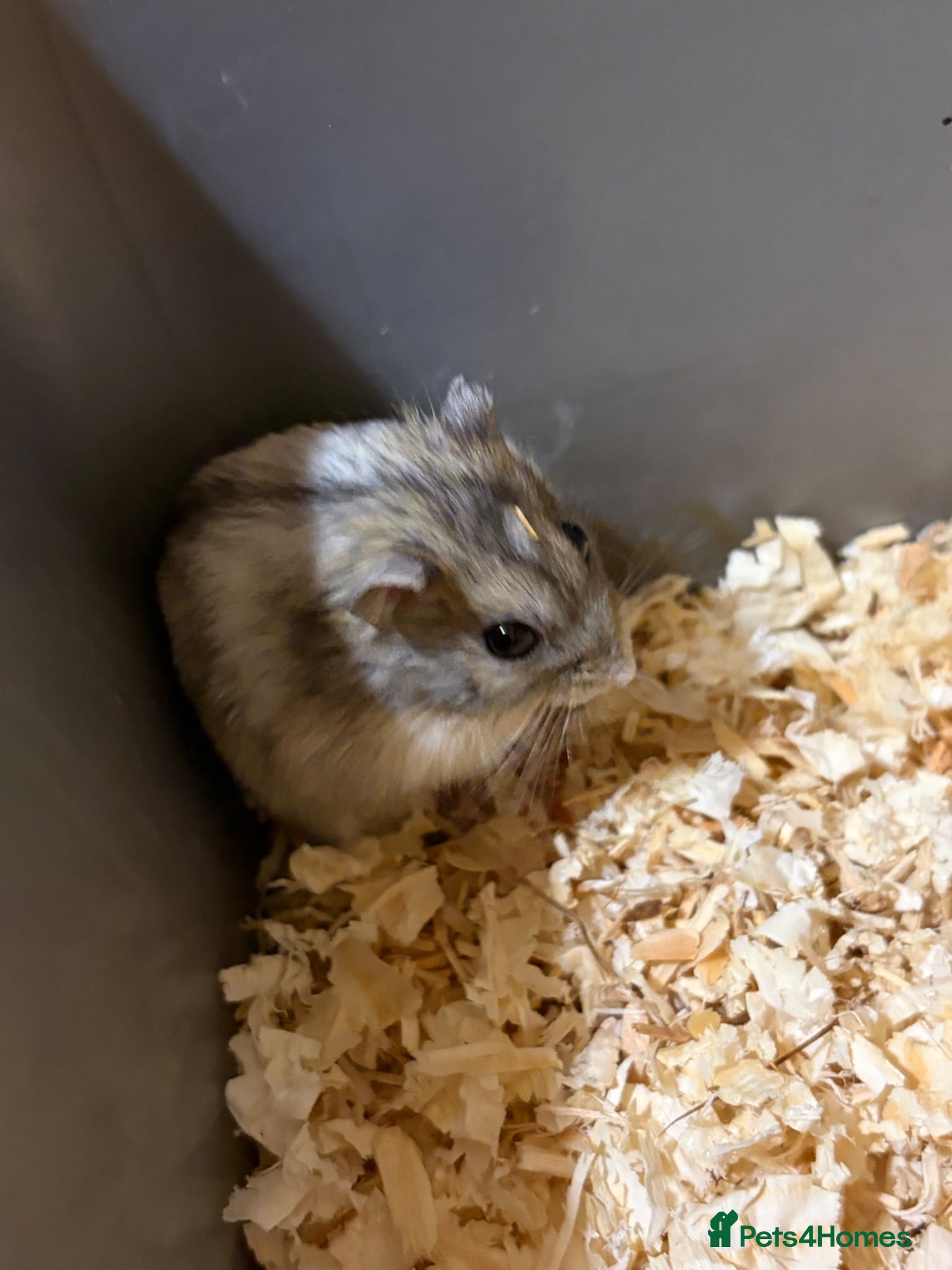 Hamster rodents Dwarf hamsters - Advert 1