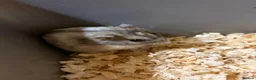 Hamster rodents for sale: Dwarf hamsters - Advert 1