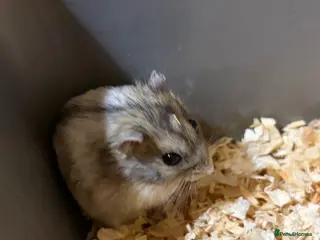 Hamster rodents Dwarf hamsters - Advert 1
