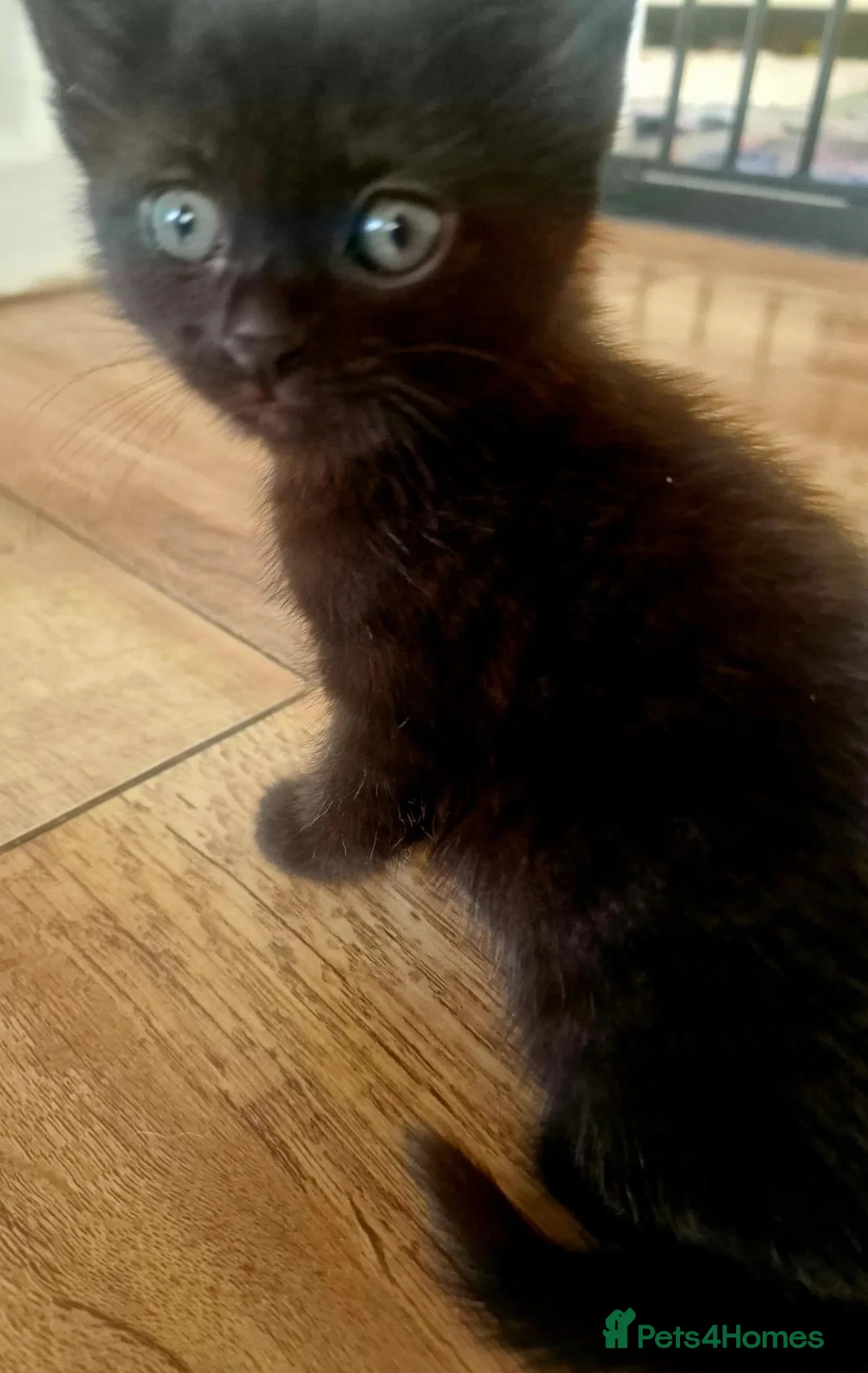 Mixed Breed cats for sale: Female kitten looking for her new home 🐈‍⬛🏡 - Advert 7