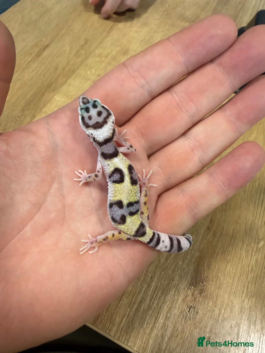 Leopard Gecko reptiles for sale: Baby leopard geckos in Knaresborough - Advert 2