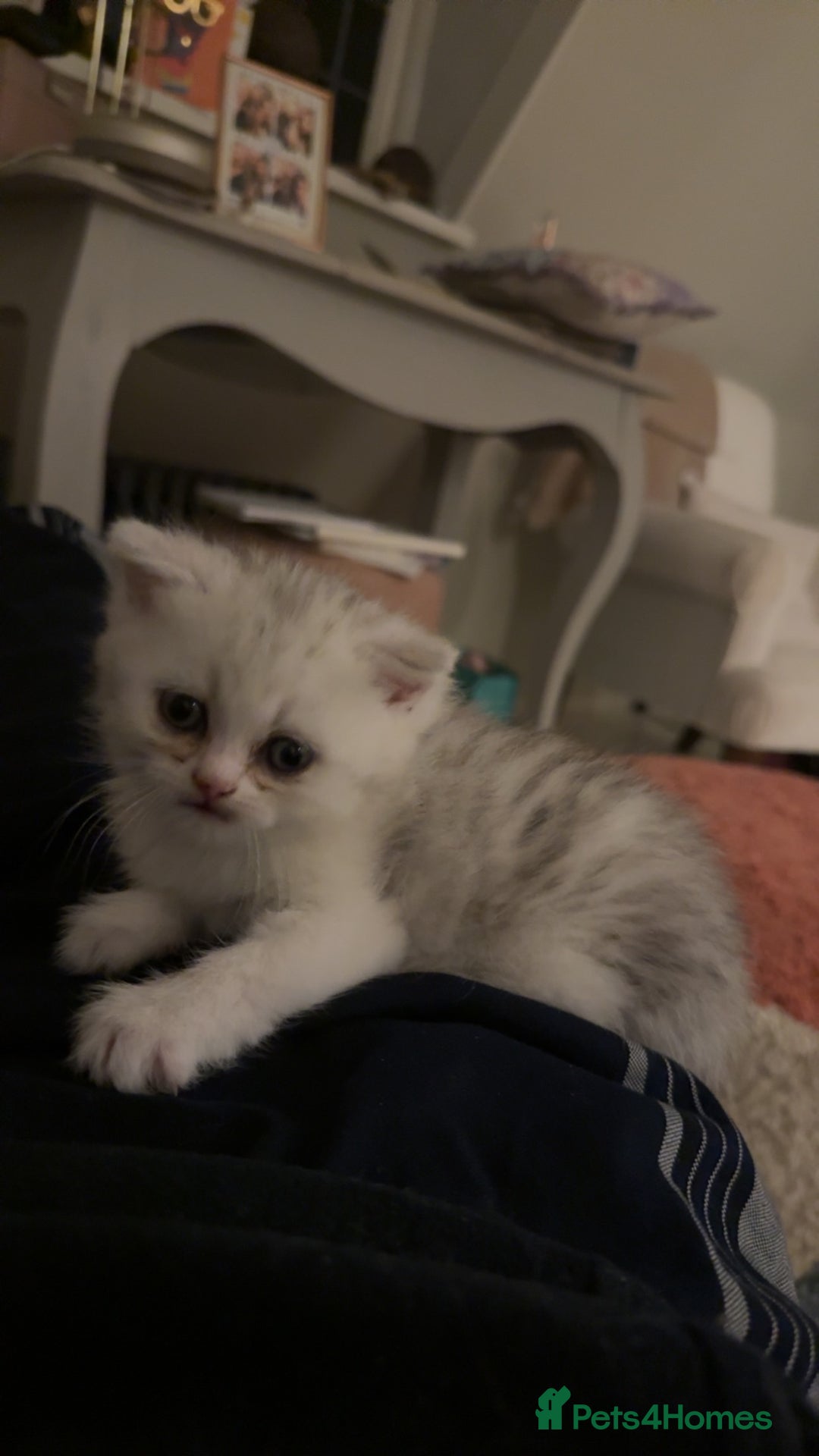 Scottish Fold cats for sale: Tica registered Scottish folds - Advert 5