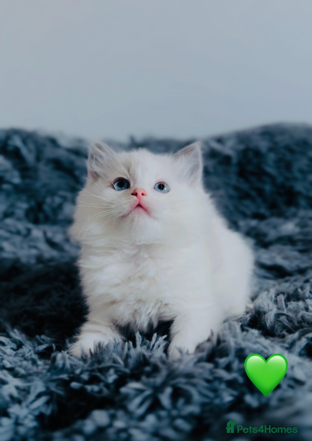 Ragdoll cats for sale: 🩷🐾Tica full Pedigree🐾EU Ragdoll 🐱🐾DNA Clear - Advert 14