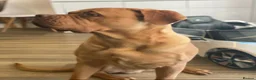 Dogue De Bordeaux dogs for sale: 6 Year Old Dogue de Bordeaux - Advert 2