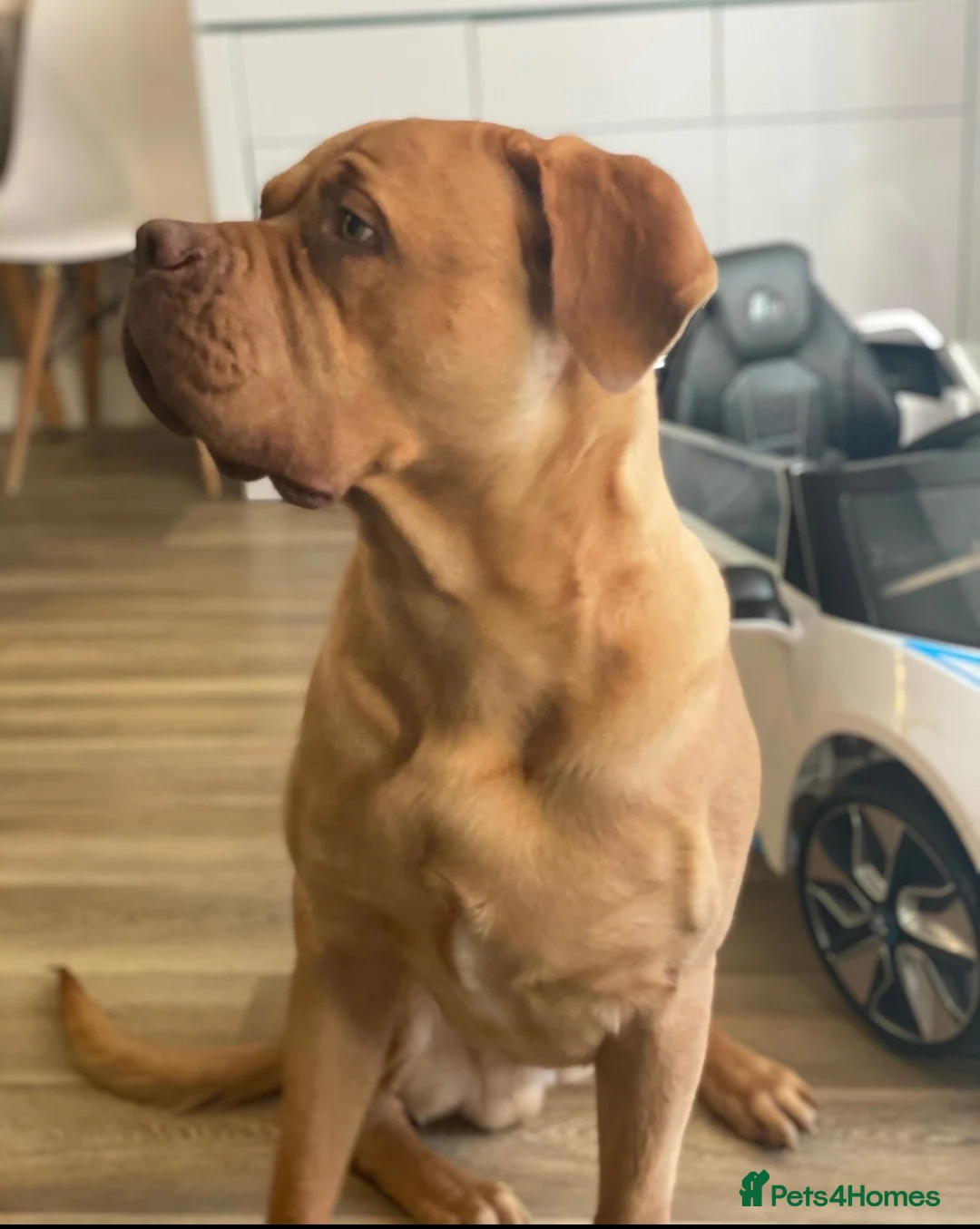 Dogue De Bordeaux dogs for sale: 6 Year Old Dogue de Bordeaux - Advert 2