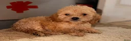 Cockapoo dogs for sale: TOY COCKAPOO PUPPIES FOR SALE  🐾 - Advert 9